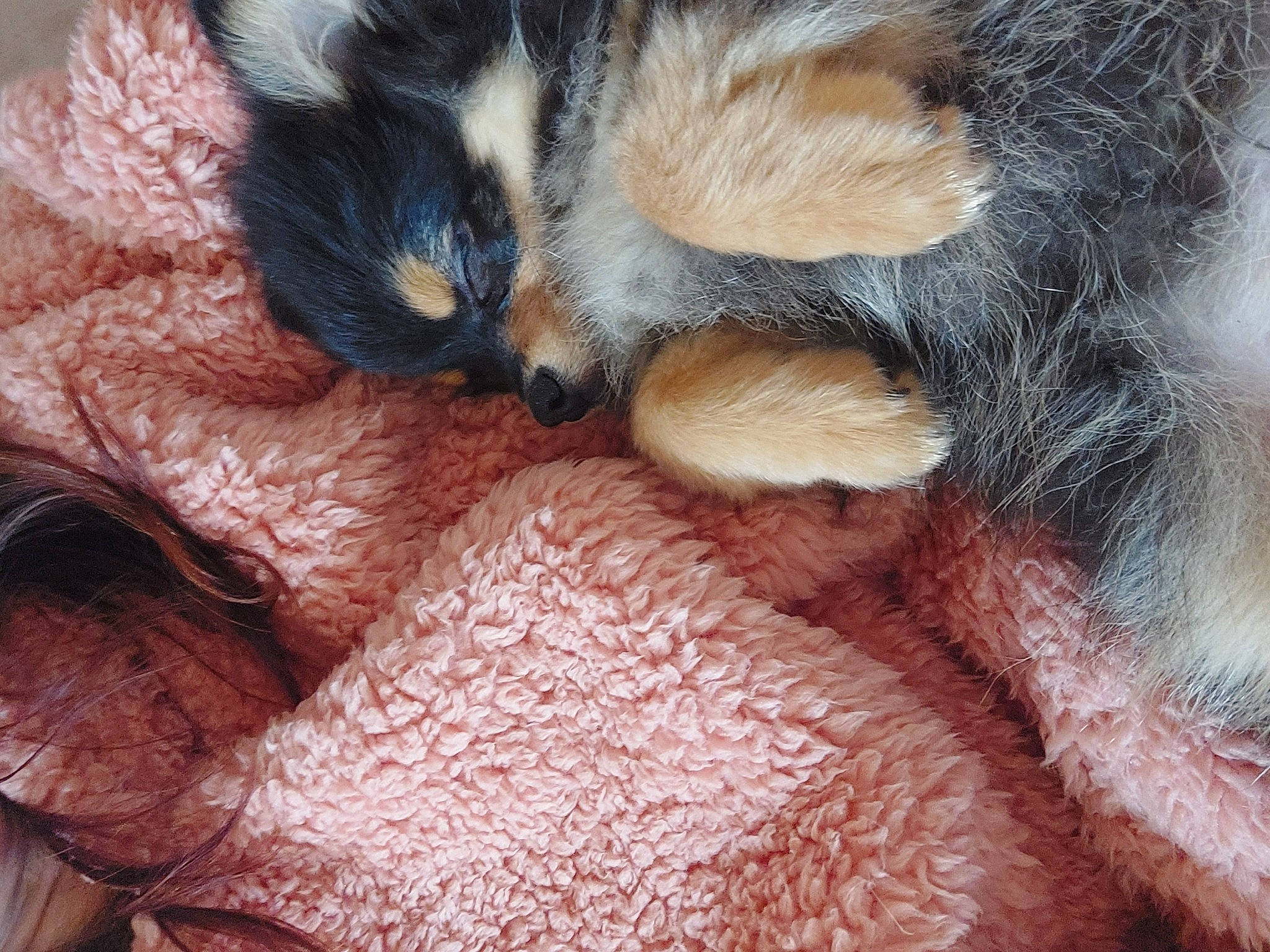 Chipeur participe au concours pour gagner de l'argent avec cette photo : carnivore, cat, close_up, comfort, companion_dog, dog_breed, domestic_short_haired_cat, ear, eye, fawn, felidae, fur, mammal, nose, paw, small_to_medium_sized_cats, snout, tail, textile, whiskers