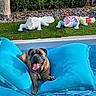 dog, pool, inflatable, float, water, tongue_out, happy, summer, outdoor, grass, alligator_sculpture, colorful, fence, tree, rocks, pet, relaxing, sunlight, blue, animal