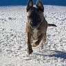 Saiko participe au concours pour gagner de l'argent avec cette photo : dog, snow, running, outdoor, animal, winter, playful, canine, active, daylight, nature, fur, happy, jumping, pet, cold, sunlight, energetic, muzzle, ears
