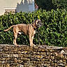 dog, stone_wall, greenery, bushes, grass, outdoor, sunlight, building, shadow, collar, pet, nature, animal, canine, mammal, fence, daylight, garden, standing, alert