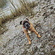 Saiko participe au concours pour gagner de l'argent avec cette photo : dog, mud, lake, water, reeds, frost, outdoor, animal, canine, collar, brown_dog, nature, winter, frozen_ground, muddy, looking_up, quiet, scenery, rural, bare_trees