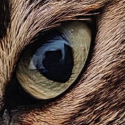 Nuts participe au concours pour gagner de l'argent avec cette photo : animal, cat, close_up, detail, domestic_cat, eye, face, focus, fur, macro, mammal, nature, pet, portrait, reflection, sharp, texture, whisker, whiskers, wildlife