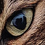 animal, cat, close_up, detail, domestic_cat, eye, face, focus, fur, macro, mammal, nature, pet, portrait, reflection, sharp, texture, whisker, whiskers, wildlife