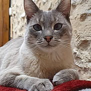 Nemo participe au concours pour gagner de l'argent avec cette photo : cat, animal, pet, feline, fur, whiskers, paws, blanket, red_blanket, white_blanket, stone_wall, indoor, close_up, resting, relaxed, cute, mammal, ears, face, portrait