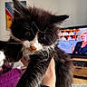 kitten, cat, black_and_white, fluffy, long_hair, whiskers, animal, pet, held, hand, close_up, portrait, indoors, living_room, television, furniture, rug, purple_cushion, furry, cute