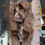 Chip is registered to the contest to win money with this photo: dog, brown_fur, long_hair, pet, porch, railing, orange_lights, decorations, festive, curious, collar, tag, wavy_fur, close_up, animal, outdoor, paw, black_mesh, holiday, cute