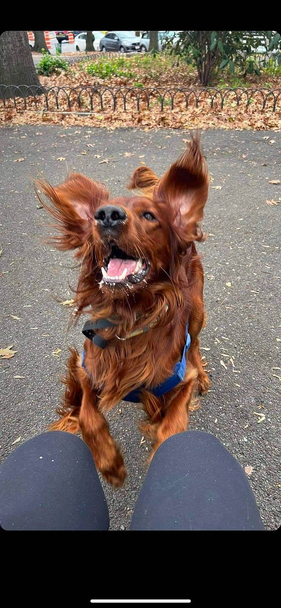 Rufus joined the competition — help win amazing prizes! asphalt, canidae, carnivore, collar, companion_dog, dog, dog_breed, dog_collar, dog_walking, fawn, fur, leash, liver, road_surface, snout, spaniel, sporting_group, walking, working_animal, working_dog