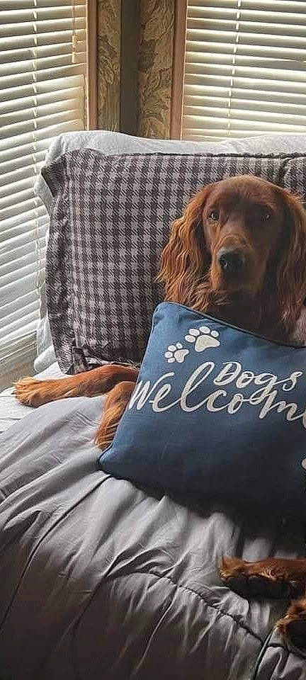 Rufus joined the competition — help win amazing prizes! brown_hair, canidae, carnivore, chair, comfort, companion_dog, couch, dog, dog_breed, door, duvet, fawn, flooring, fur, linens, liver, spaniel, sporting_group, wood, working_animal