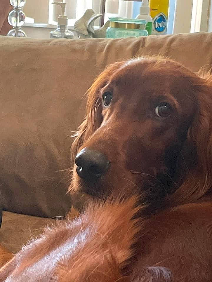 Rufus is registered to the contest to win money with this photo: brown, canidae, carnivore, companion_dog, couch, dog, dog_breed, flooring, fur, gun_dog, hardwood, liver, metal, retriever, room, snout, sporting_group, whiskers, wood, working_animal