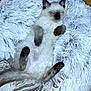 Lilo participe au concours pour gagner de l'argent avec cette photo : angora, animal, bear, blanket, canine, cat, dog, homedecor, kitten, manx, person, pet, siamese, sleeping, toy