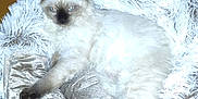 Lilo participe au concours pour gagner de l'argent avec cette photo : aluminium, angora, animal, blanket, cat, kitten, manx, pet, siamese