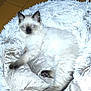 aluminium, angora, animal, blanket, cat, kitten, manx, pet, siamese