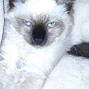 Lilo a rejoint le concours — aidez-le/la à gagner de superbes lots ! animal, cat, kitten, pet, siamese