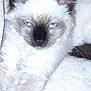 animal, cat, kitten, pet, siamese