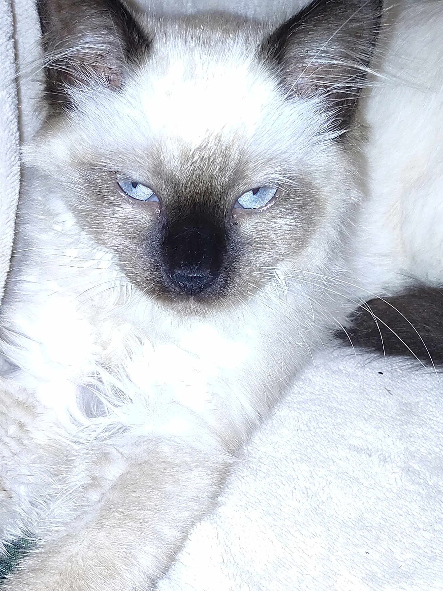 Lilo a rejoint le concours — aidez-le/la à gagner de superbes lots ! animal, cat, kitten, pet, siamese