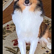 Lillie is registered to the contest to win money with this photo: dog, pet, animal, canine, fur, fluffy, sitting, looking, indoor, home, carpet, wood_floor, brown, white, black, ears, face, paws, portrait, curious