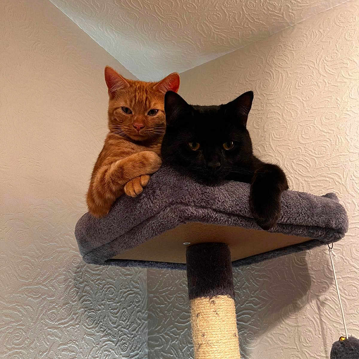 Kylo And Obi