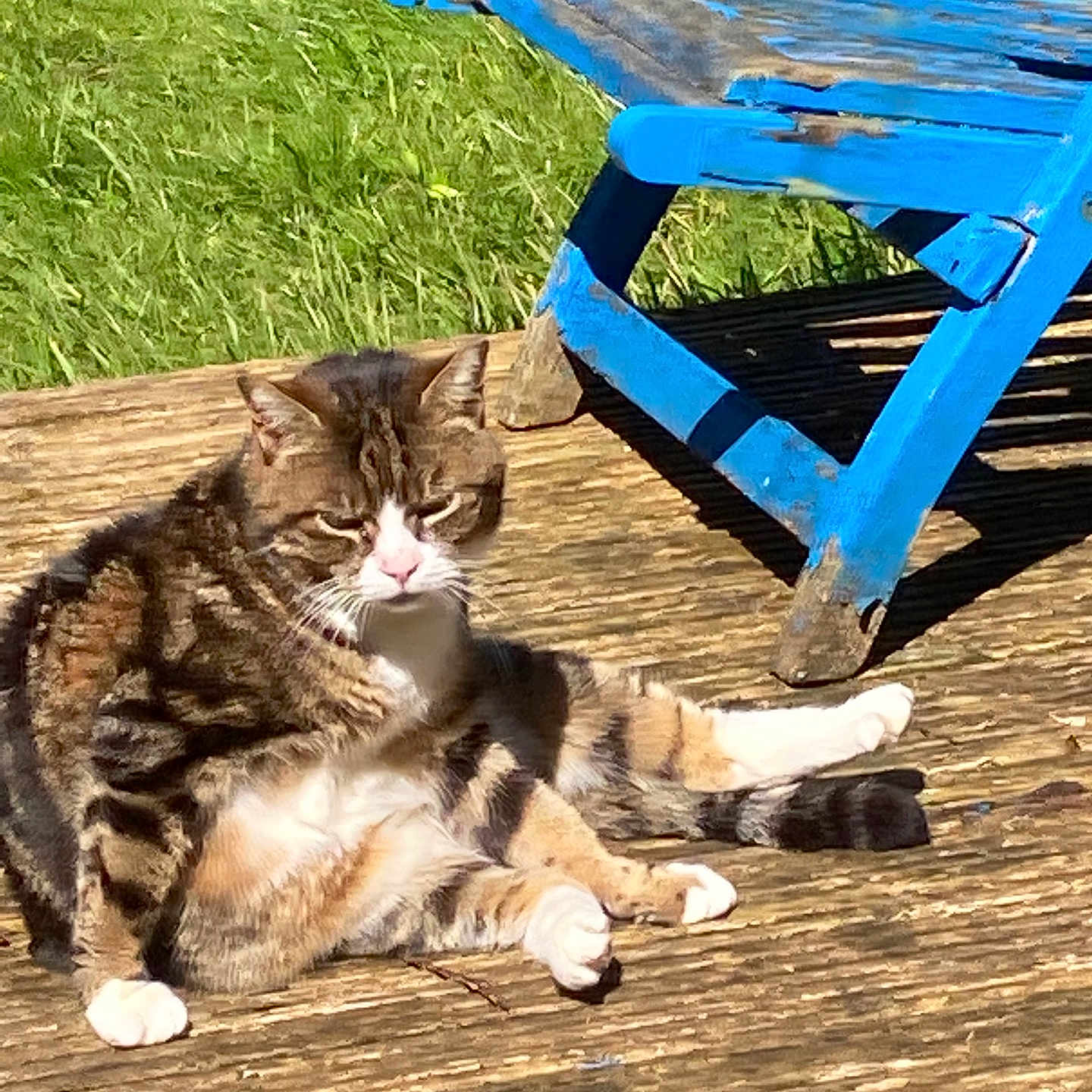 Timothy Rarebit