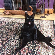 Alfie joined the competition — help win amazing prizes! animal, black_cat, carpet, cat, dachshund_shaped, decor, door_stopper, fireplace, funny_cat, funny_pose, furniture, home_interior, indoor, metal_sculpture, mouth_open, pet, purple_wall, rug, sitting, wood_floor
