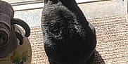Alfie is registered to the contest to win money with this photo: animal, back_view, black_cat, cat, cozy, doormat, doorway, feline, floor, home, indoor, pet, quiet, relaxing, shadow, sitting, slippers, sunlight, tail, tile_floor