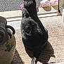 animal, back_view, black_cat, cat, cozy, doormat, doorway, feline, floor, home, indoor, pet, quiet, relaxing, shadow, sitting, slippers, sunlight, tail, tile_floor