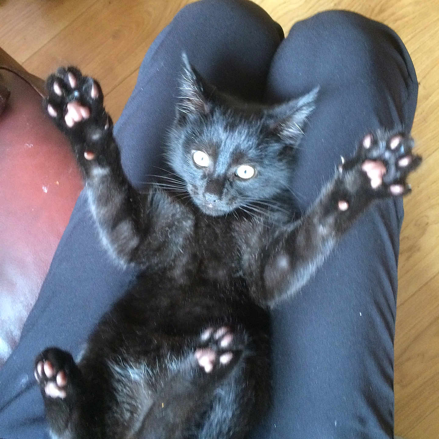 Alfie joined the competition — help win amazing prizes! animal, black_cat, black_pants, cat, clothing, cute, ears, fur, furniture, indoor, kitten, lap, paws, person, pet, pink_paw_pads, playful, relaxed, whiskers, wooden_floor