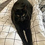 Alfie joined the competition — help win amazing prizes! animal, bed, black_cat, blanket, cat, checkered_pattern, comfort, cozy, cute, domestic_animal, feline, fur, indoor, pet, relaxing, resting, sleepy, stretching, whiskers, yellow_eyes