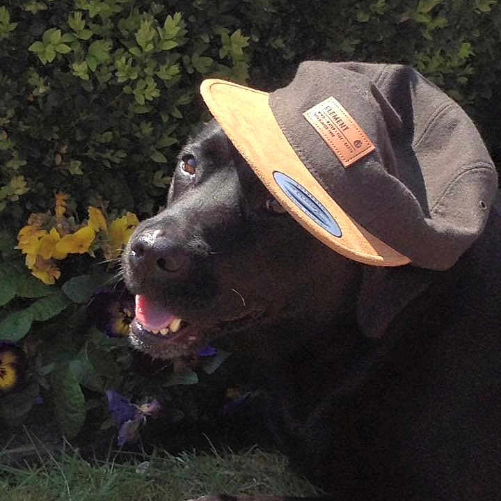 Molly Dogbot