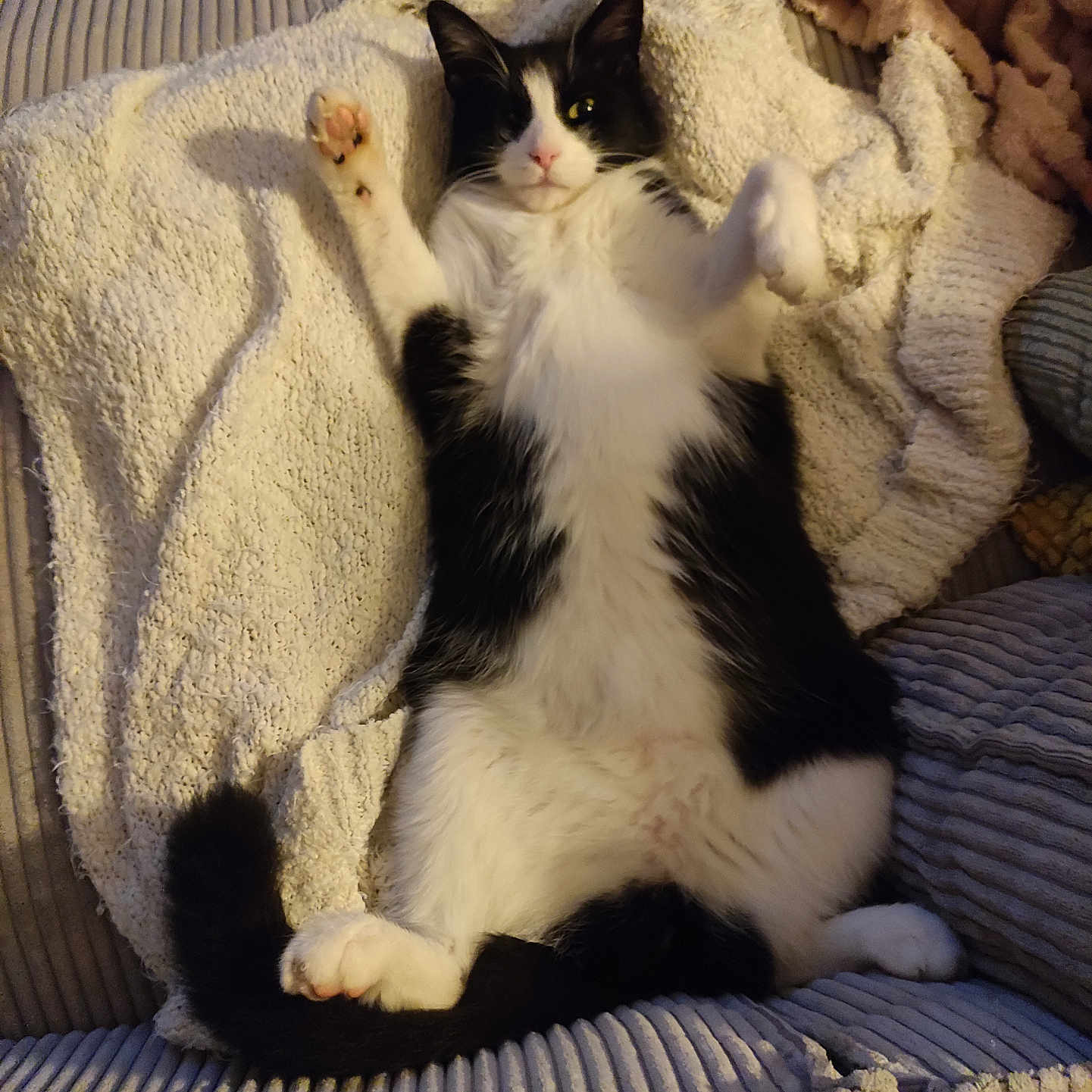 Thor participe au concours pour gagner de l'argent avec cette photo : animal, black_and_white, blanket, cat, comfort, couch, cozy, cute, feline, fur, home, indoor, lying_down, mammal, paw, pet, relaxed, resting, tail, whiskers