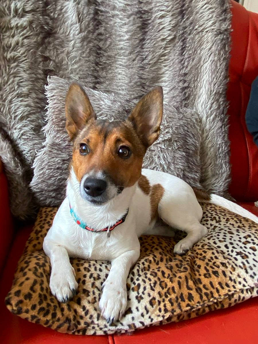 Texas a rejoint le concours — aidez-le/la à gagner de superbes lots ! ancient_dog_breeds, canidae, carnivore, collar, comfort, companion_dog, dog, dog_breed, fawn, flooring, fur, irishjacks, puppy, snout, sporting_group, terrestrial_animal, terrier, whiskers, wood, working_animal