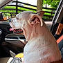 canine, car_interior, close_up, daytime, dog, greenery, happy, leather_seat, outdoor_view, passenger_seat, pet, relaxed, seat, side_mirror, side_profile, sunlight, tongue_out, tree, white_dog, window