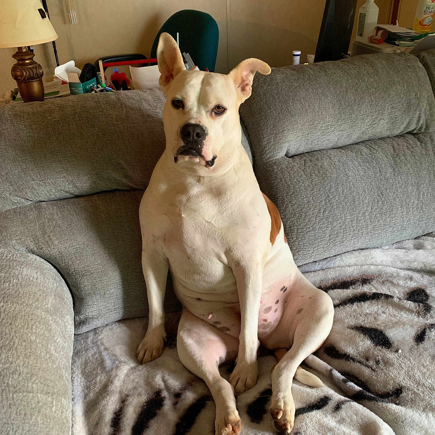 Kylie May joined the competition — help win amazing prizes! animal, blanket, brown_spots, chair, companion, couch, cute, dog, domestic, furniture, household, indoor, lamp, living_room, pet, portrait, relaxed, resting, sitting, white_dog