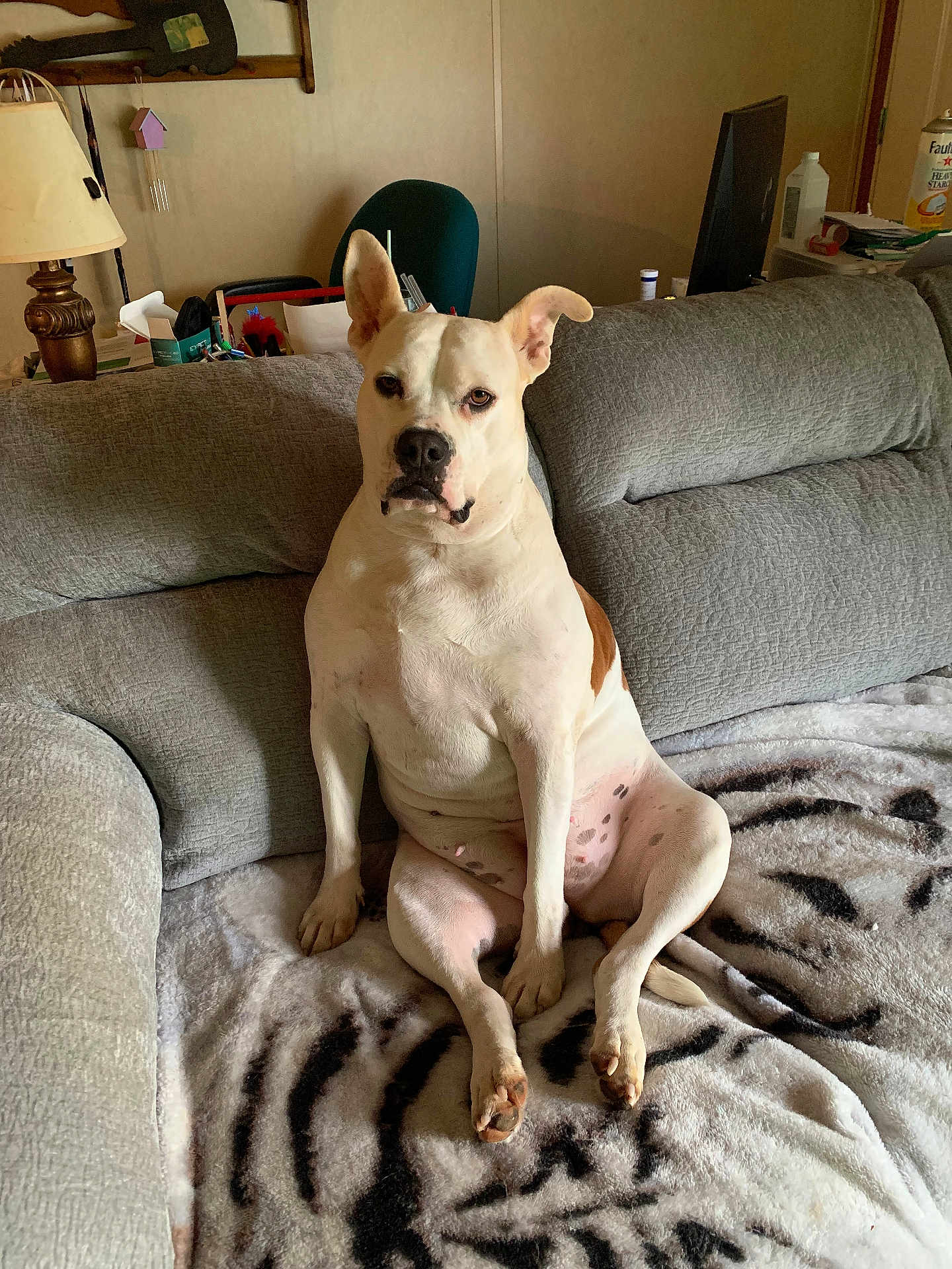 Kylie May joined the competition — help win amazing prizes! animal, blanket, brown_spots, chair, companion, couch, cute, dog, domestic, furniture, household, indoor, lamp, living_room, pet, portrait, relaxed, resting, sitting, white_dog