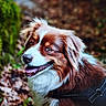 animal, brown_coat, canine, closeup, daylight, dog, ears, forest, fur, happy, harness, leaves, moss, nature, outdoor, pet, portrait, smiling, tongue, white_coat