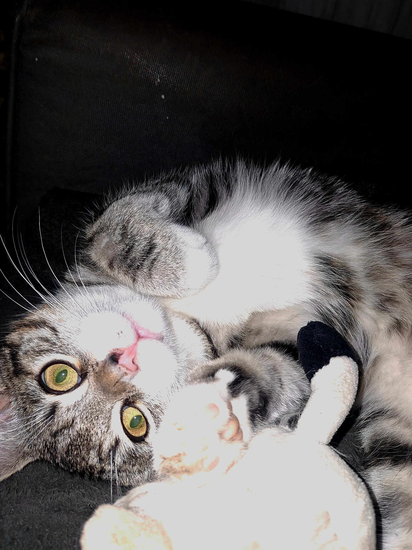 Crapule a rejoint le concours — aidez-le/la à gagner de superbes lots ! cat, tabby_cat, pet, feline, whiskers, green_eyes, paws, playful, stuffed_toy, soft_toy, indoor, close_up, fur, cute, animal, mammal, resting, looking_at_camera, pink_nose, texture