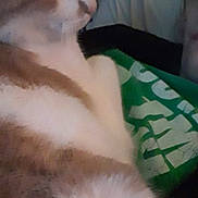 Patches is registered to the contest to win money with this photo: cat, feline, pet, animal, fur, white, orange, green, fabric, text, indoor, resting, closeup, blurred, candid, cozy, soft, side_profile, relaxed, domestic