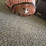 Princess Peach is registered to the contest to win money with this photo: cat, pet, tunnel, carpet, indoor, animal, curious, playful, meow, feline, household, cute, crouching, orange, white, fur, eyes, ears, toy, texture