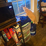 Princess Peach joined the competition — help win amazing prizes! cat, orange_cat, window, rain, water_jug, microwave, cereal_boxes, plastic_drawer, kitchen, indoor, wood_floor, chair, table, food, curious, pet, furniture, daylight, home, rainy_weather