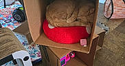 Princess Peach joined the competition — help win amazing prizes! brown_cat, cardboard, cardboard_box, cat, chair, cozy, feline, floor, home, household_item, indoor, nap, pet, pink_blanket, red_cushion, relaxation, rug, sleeping, toy, wood_floor