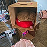 cat, cardboard_box, red_cushion, sleeping, indoor, floor, wood_floor, toy, pink_blanket, chair, rug, household_item, pet, cozy, feline, nap, brown_cat, cardboard, relaxation, home