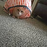 cat, white_cat, pet, animal, indoor, carpet, toy, tunnel, meow_text, curious, crouching, feline, household, floor, playful, cute, domestic_animal, looking, home, cozy