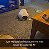 Jelly is registered to the contest to win money with this photo: dog, carpet, living_room, furniture, television, wooden_table, toy, cozy, pet, animal, indoor, back_view, loafing, text_overlay, home, floor, cabinet, trash_can, vacuum_cleaner, relaxed