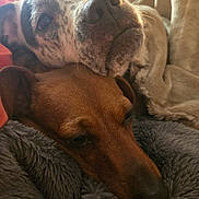 Bailey is registered to the contest to win money with this photo: dog, pets, snuggling, cozy, blanket, brown_dog, spotted_dog, resting, close_up, indoor, fur, sleepy, companion, animal, cute, relaxing, warm, friendship, canine, comfort