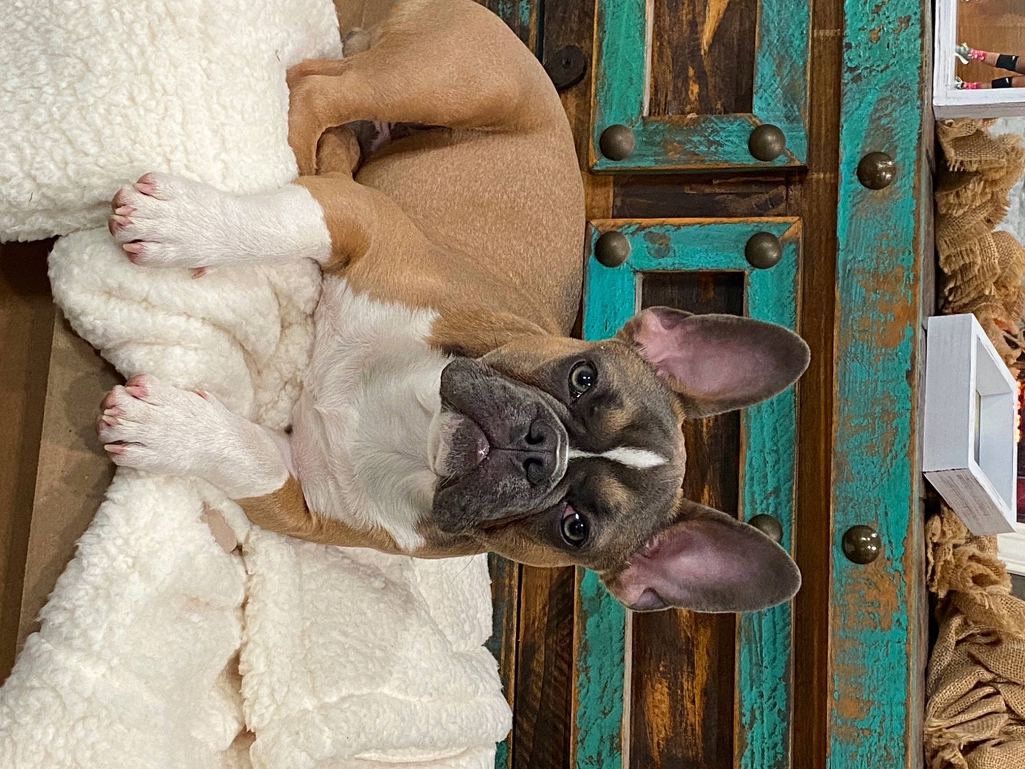 Hopper is registered to the contest to win money with this photo: dog, door_handle, fashion_accessory, fawn, fur, liver, metal, window, wood, wool, working_animal