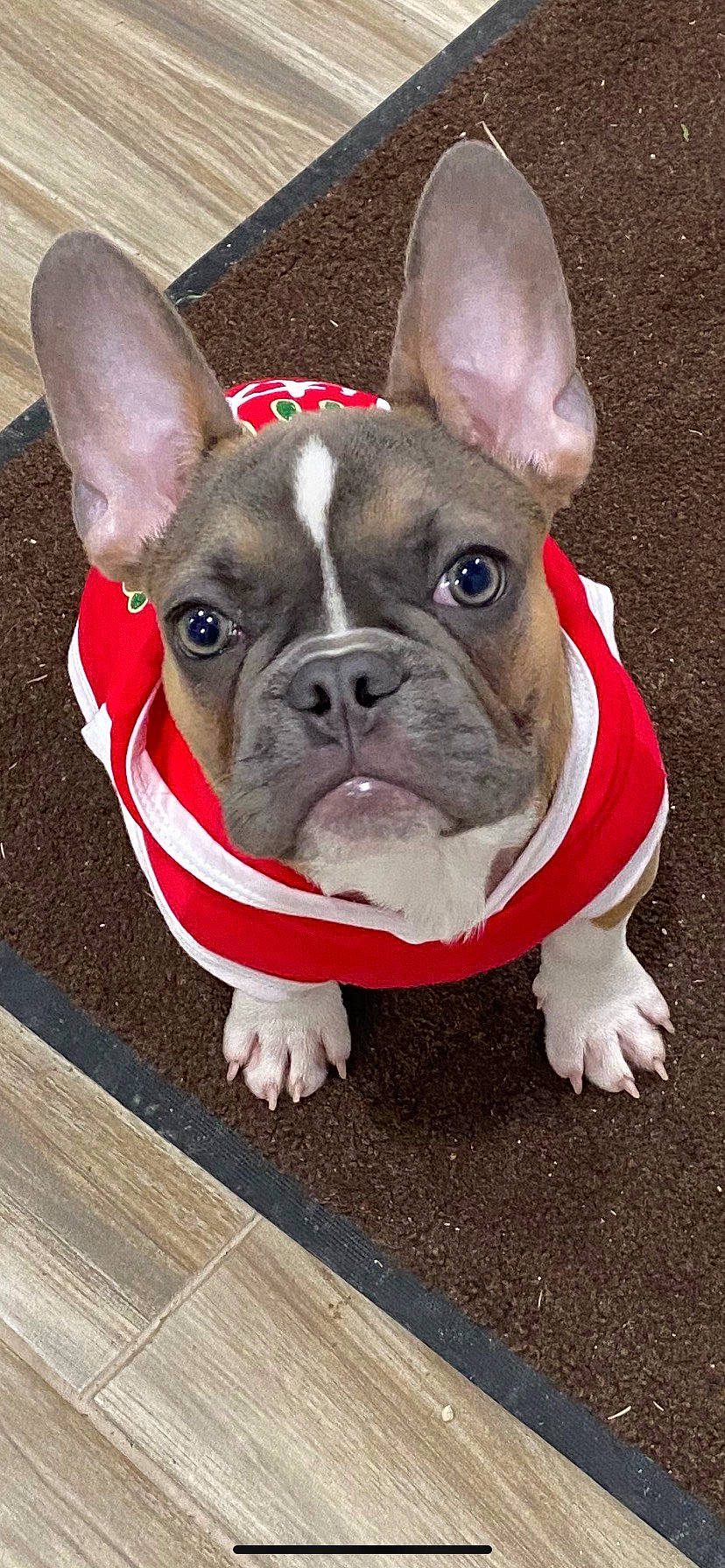 Hopper joined the competition — help win amazing prizes! bulldog, canidae, carmine, carnivore, collar, comfort, companion_dog, dog, dog_breed, dog_collar, ear, fawn, grass, non_sporting_group, snout, sporting_group, terrestrial_animal, whiskers, working_animal, wrinkle