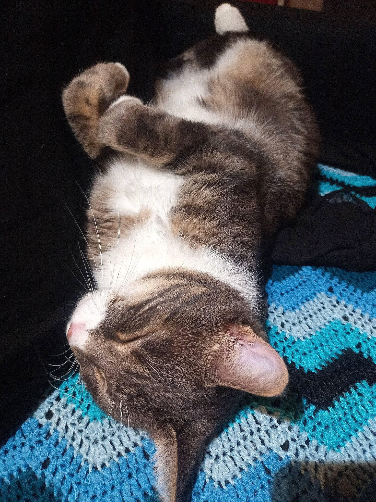 Marcus a rejoint le concours — aidez-le/la à gagner de superbes lots ! carnivore, cat, claw, cloud, comfort, domestic_short_haired_cat, electric_blue, felidae, flooring, fur, human_leg, nap, pattern, paw, sleep, small_to_medium_sized_cats, snout, tail, whiskers