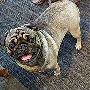 Sassy Britches is registered to the contest to win money with this photo: animal, canine, carpet, companion, cute, dog, domestic, ears, four_legs, friendly, fur, happy, indoor, looking_up, nose, pet, pug, small_dog, smiling, tongue_out