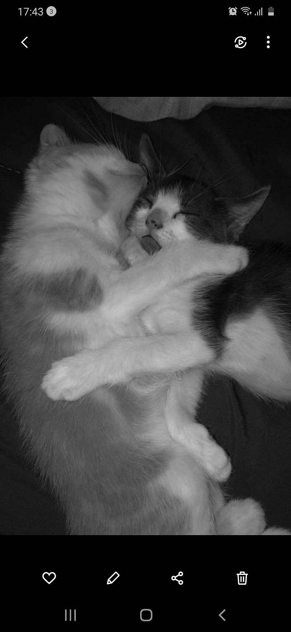 Nala participe au concours pour gagner de l'argent avec cette photo : black_and_white, carnivore, cat, claw, comfort, darkness, felidae, fur, gesture, grey, mammal, monochrome, monochrome_photography, paw, small_to_medium_sized_cats, snout, style, tail, vertebrate, whiskers