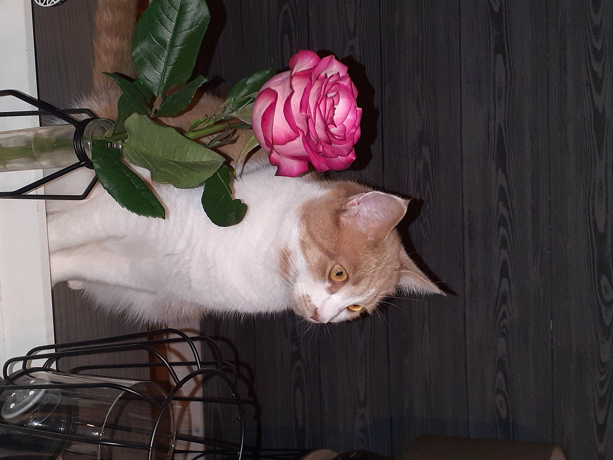 Nala participe au concours pour gagner de l'argent avec cette photo : artificial_flower, carnivore, cat, cut_flowers, domestic_short_haired_cat, fawn, felidae, floral_design, flower, flower_arranging, flowerpot, fur, petal, plant, rose, small_to_medium_sized_cats, tail, twig, whiskers, wood