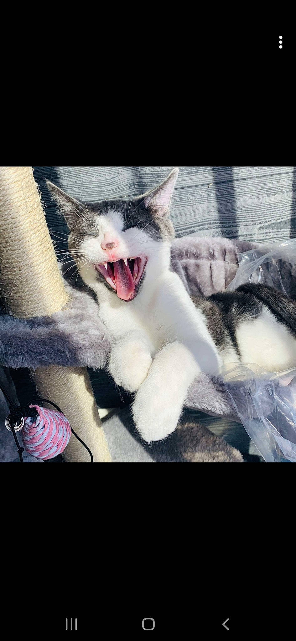 Darko a rejoint le concours — aidez-le/la à gagner de superbes lots ! carnivore, cat, claw, comfort, domestic_short_haired_cat, fang, felidae, flash_photography, flesh, fur, gesture, happy, jaw, paw, photo_caption, small_to_medium_sized_cats, snout, square, whiskers, yawn